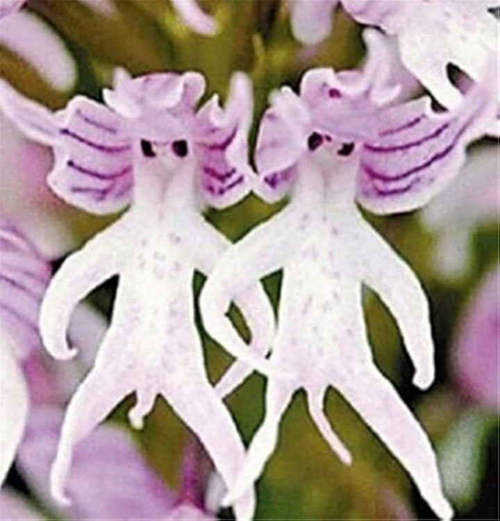 Purple Pyramid Monkey Orchid Flower Seeds for Planting – Heirloom, Non-GMO, High Germination Organic Seeds