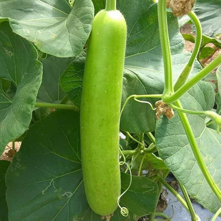 Green Bottlegourd Vegetable flower seeds for planting - Heirloom & Non-GMO Garden Seeds