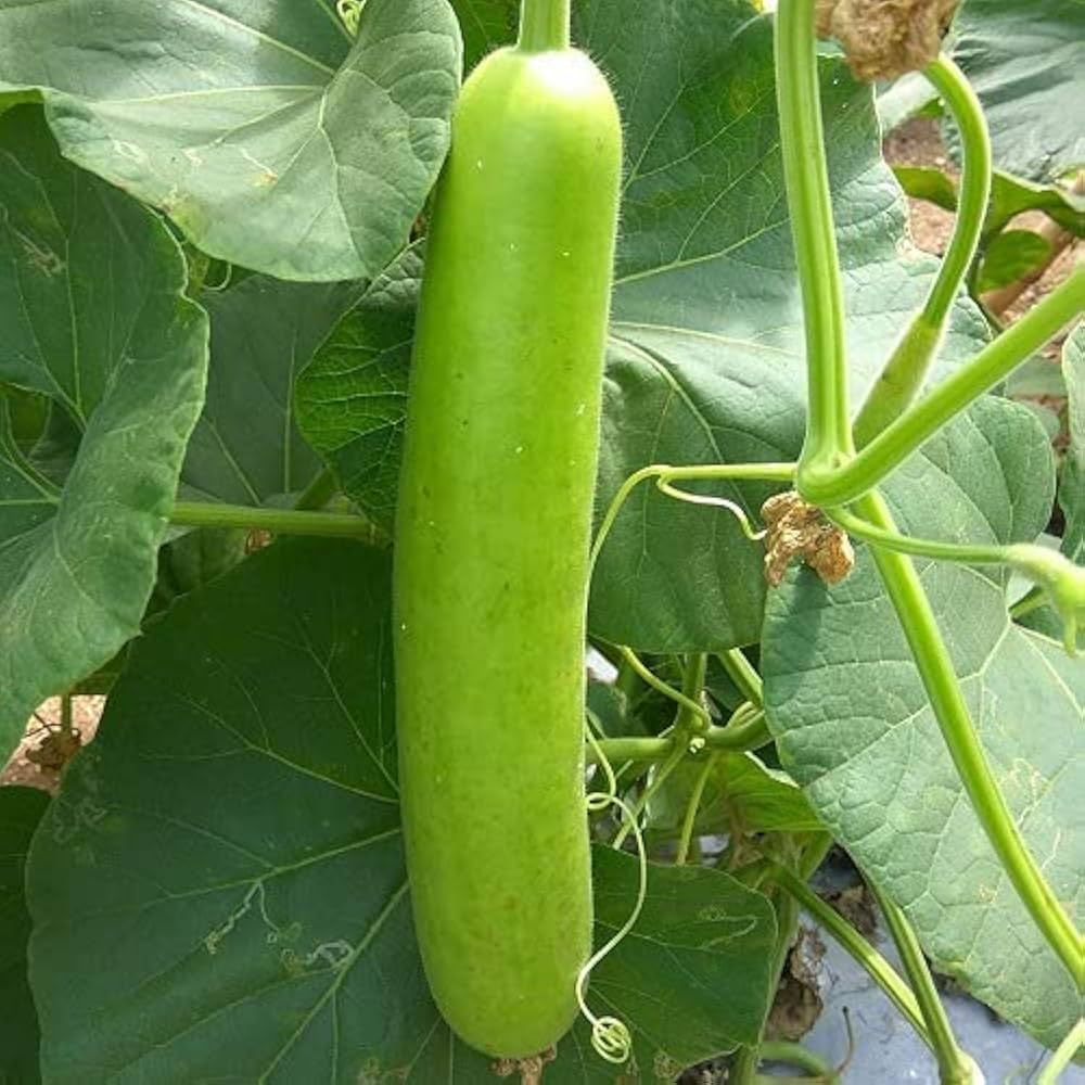Green Bottlegourd Vegetable flower seeds for planting - Heirloom & Non-GMO Garden Seeds