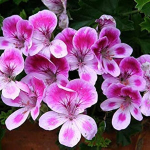 Flower Seeds, Seeds,Seeds For Planting,Plant Seeds