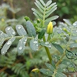 Flower Seeds, Seeds,Seeds For Planting,Plant Seeds