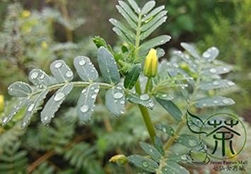 Flower Seeds, Seeds,Seeds For Planting,Plant Seeds