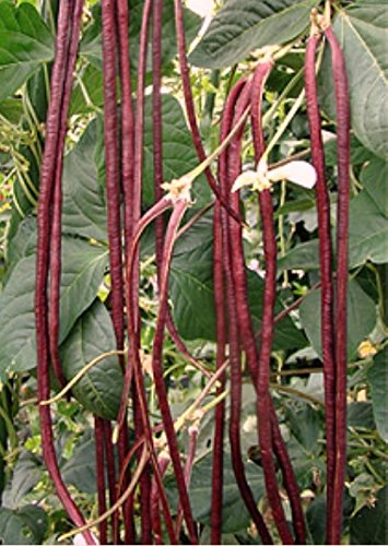 Burgundy Bean Seeds for Planting – Heirloom Non-GMO Vegetable Garden Seeds – Organic, High Germination
