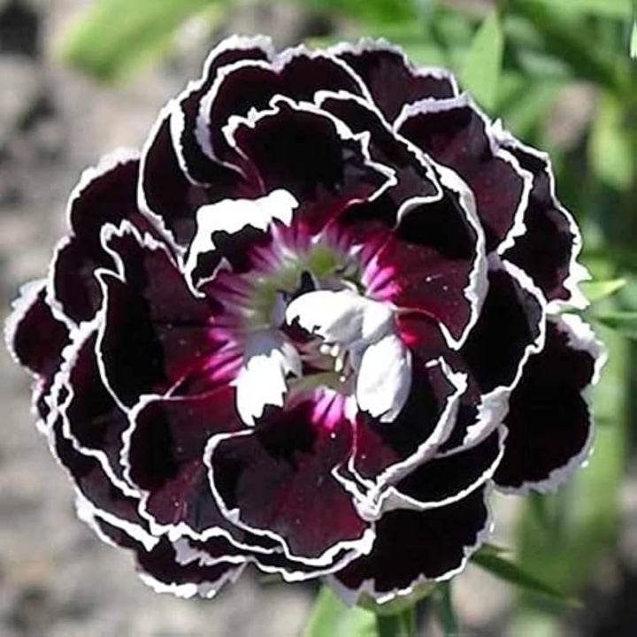 Carnation Black Flower Seeds for Planting – Heirloom Non-GMO, High Germination Organic Garden Seeds