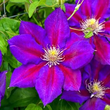 Red Purple Clematis Flower Seeds for Planting – Heirloom, Non-GMO, High Germination Garden Seeds