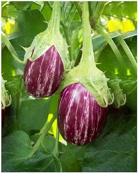 Vegetable Seeds,Garden seeds, Seeds For Planting,Plant Seeds