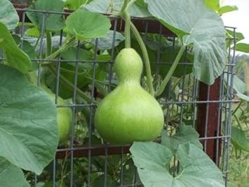 Fruit Seeds,Garden seeds, Seeds For Planting,Plant Seeds