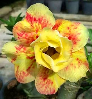 Red Light Yellow Adenium Flower Seeds for Planting – Heirloom, Non-GMO, Drought Tolerant High Germination Seeds