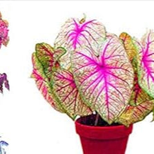 Flower Seeds, Seeds,Seeds For Planting,Plant Seeds