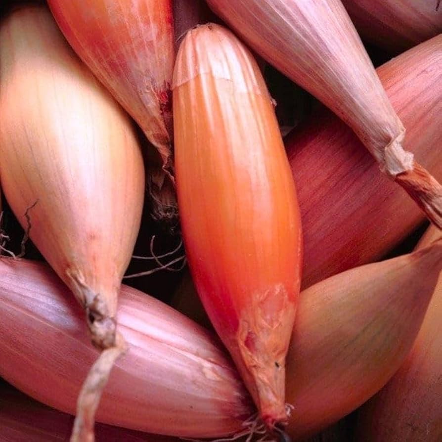 Vegetable Seeds,Garden seeds, Seeds For Planting,Plant Seeds