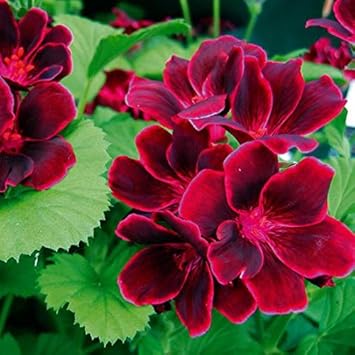 Flower Seeds, Seeds,Seeds For Planting,Plant Seeds