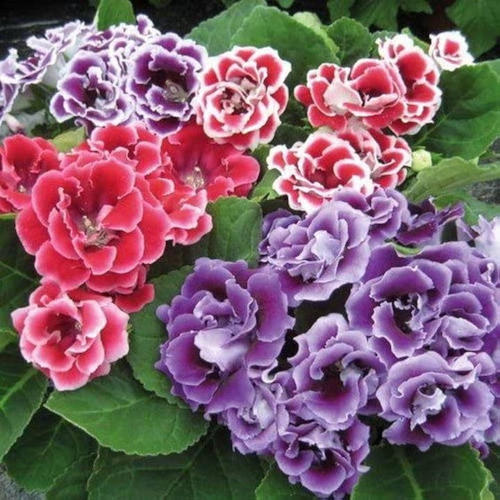 Gloxinia Flower Seeds for Planting Mixed – Cottage Garden Essential, Heirloom, Non-GMO, High Germination Organic Garden Seeds