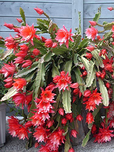 Red Epiphyllum Flower Seeds for Planting – Shade Tolerant, Heirloom &amp; Non-GMO Home Garden Seeds