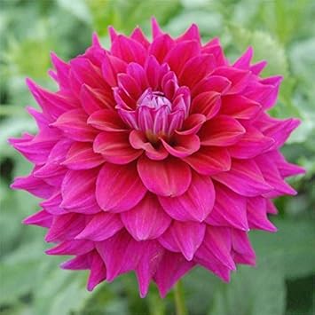 Flower Seeds, Seeds,Seeds For Planting,Plant Seeds