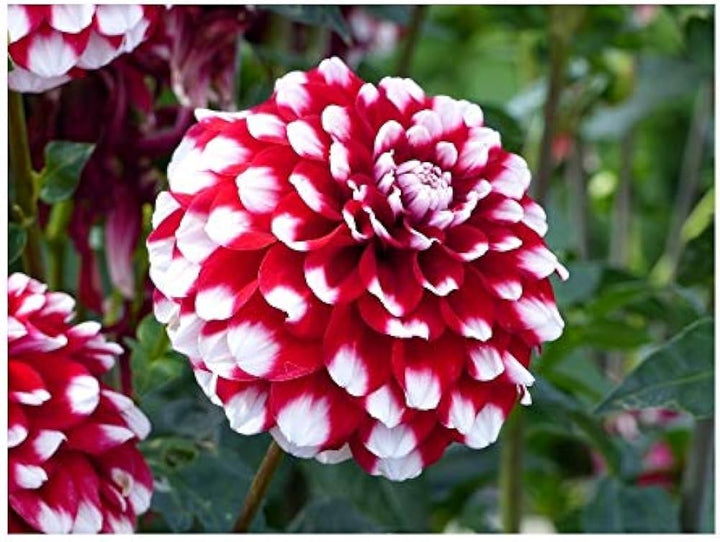 Red White Dahlia Flower Seeds for Planting | Heirloom Non-GMO High Germination Organic Garden Seeds