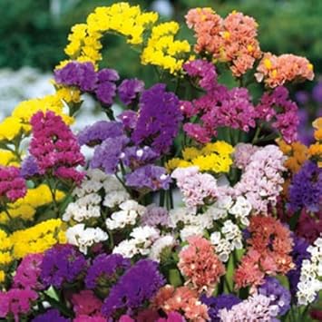 Flower Seeds, Seeds,Seeds For Planting,Plant Seeds