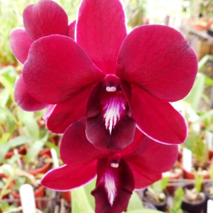 Deep Red Orchid Flower Seeds – Colorful Display, Heirloom &amp; Non-GMO Seeds for Planting Home Garden