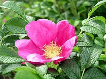 Flower Seeds, Seeds,Seeds For Planting,Plant Seeds