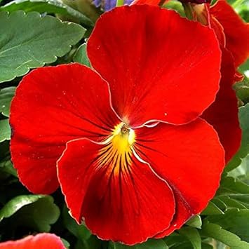 Flower Seeds, Seeds,Seeds For Planting,Plant Seeds