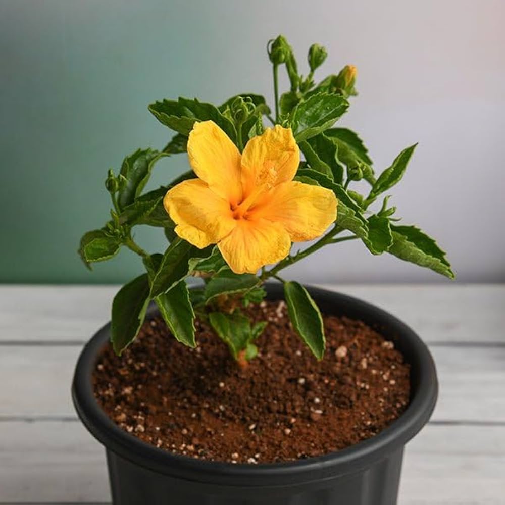 Hibiscus Flower Seeds for Planting | Heirloom Non-GMO Organic Garden Seeds, Colorful Display, High Germination