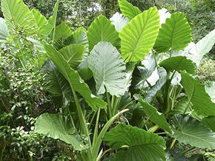 Alocasia Macrorrhiza Seeds for Planting – Heirloom & Non-GMO Tropical Plant Seeds for Exotic Garden Foliage