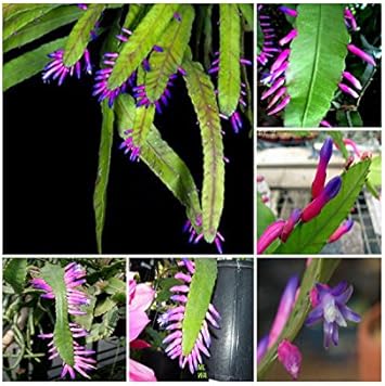 Flower Seeds, Seeds,Seeds For Planting,Plant Seeds