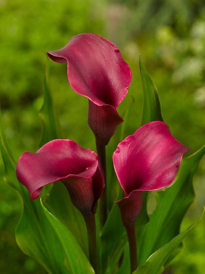 Dark Pink Calla Flower Seeds for Planting – Heirloom, Non-GMO, Premium Quality, High Germination
