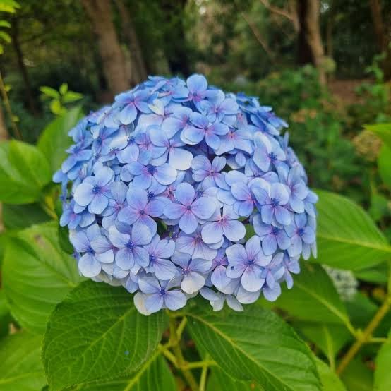 Blue Maidenhair Flower Seeds for Planting – Heirloom, Non-GMO, Colorful Display, High Germination