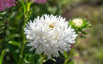 Flower Seeds, Seeds,Seeds For Planting,Plant Seeds