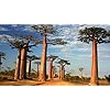 Adansonia Gregorii Seeds for Planting – Shade-Tolerant Heirloom, Non-GMO Organic Garden Seeds