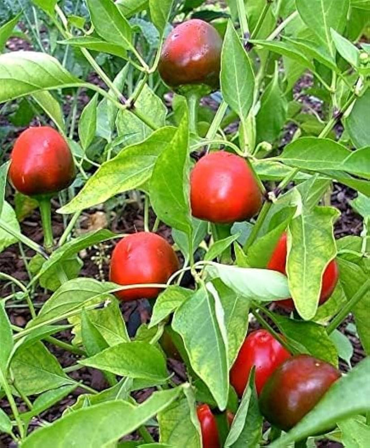 Cherry Bomb Pepper Seeds for Planting – Heirloom & Non-GMO Chili Seeds