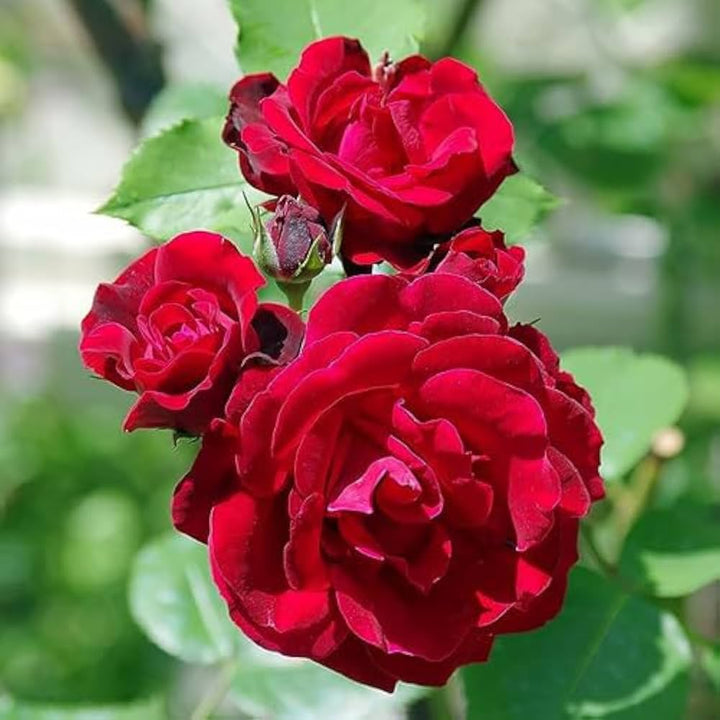 Red Climbing Rose Flower Seeds for Planting – Vibrant Colors, Heirloom &amp; Non-GMO Seeds for Home Garden