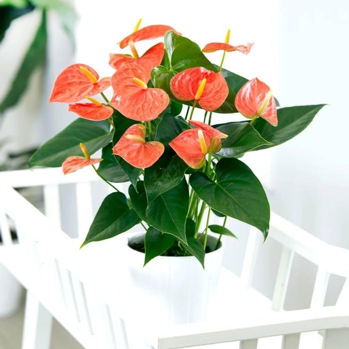 Anthurium Orange Flower seeds for Planting - Pollinator Friendly, Heirloom & GMO Free Seeds for Home Garden | High Germination Organic Garden Seeds