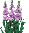 Matthiola Incana Flower Seeds for Planting – Premium Quality, Heirloom, Non-GMO, High Germination