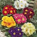 Mixed Primula Malacoides Flower Seeds for Planting – Heirloom, Non-GMO, High Germination Organic Garden Seeds