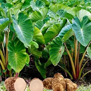Colocasia Flower Seeds for Planting – Low Maintenance Heirloom Non-GMO High Germination Organic Garden Seeds