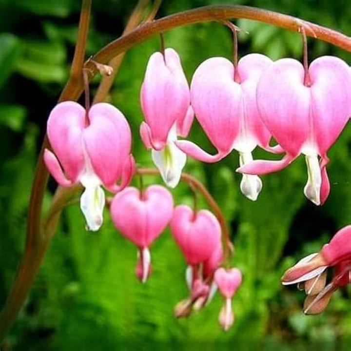Pink White Heart Flower Seeds for Planting - Shade Tolerant, Heirloom & Non-GMO Organic Garden Seeds