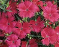 Pink Dianthus Flower Seeds for Planting – Heirloom, Non-GMO, High Germination Organic Garden Seeds