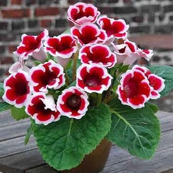 Flower Seeds, Seeds,Seeds For Planting,Plant Seeds