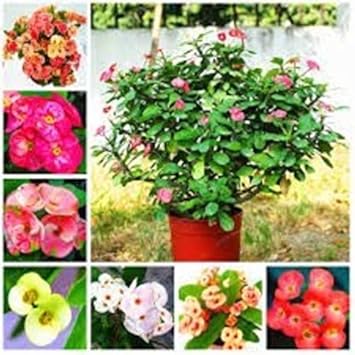 Flower Seeds, Seeds,Seeds For Planting,Plant Seeds