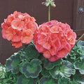 Peach Geranium Flower Seeds for Planting – Heirloom, Non-GMO, Vibrant Colors, Organic Garden Seeds