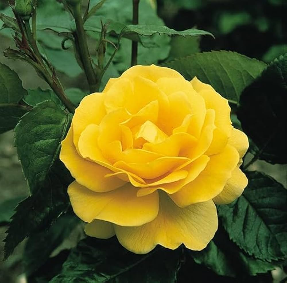 Golden Camellia Flower Seeds – Seasonal Blooming Heirloom Non-GMO Seeds for Garden Planting