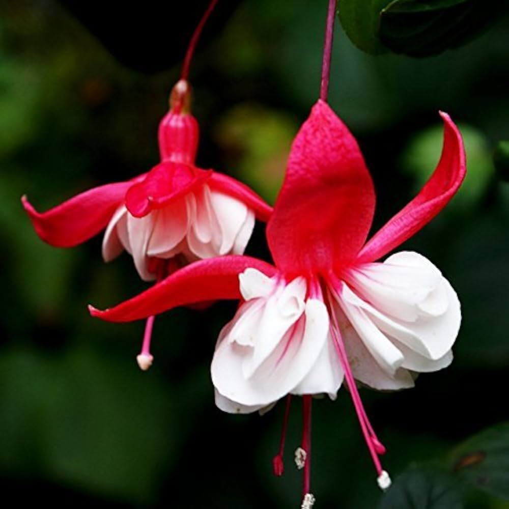 Double Petals Fuchsia Seeds for Planting White – Heirloom, Non-GMO, High Germination Organic Garden Seeds