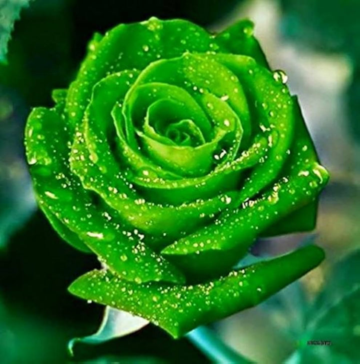 Green Rose Flower Seeds for Planting – Sun Loving, Heirloom, Non-GMO, High Germination Organic Garden Seeds