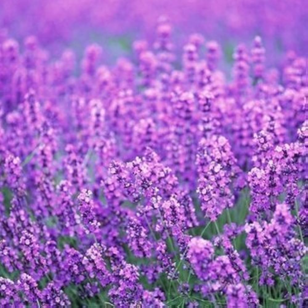 heirloom lavender seeds organic Provence Lavender Flower Seeds for Planting – Heirloom, Non-GMO, High – Earthechoseeds