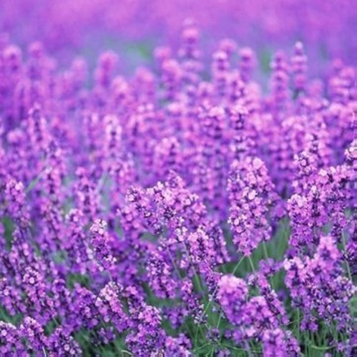 Flower Seeds, Seeds,Seeds For Planting,Plant Seeds