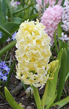 Light Yellow Hyacinth Flower Seeds for Planting – Heirloom, Non-GMO, Colorful Display, Organic Garden