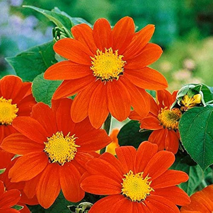 Flower Seeds, Seeds,Seeds For Planting,Plant Seeds