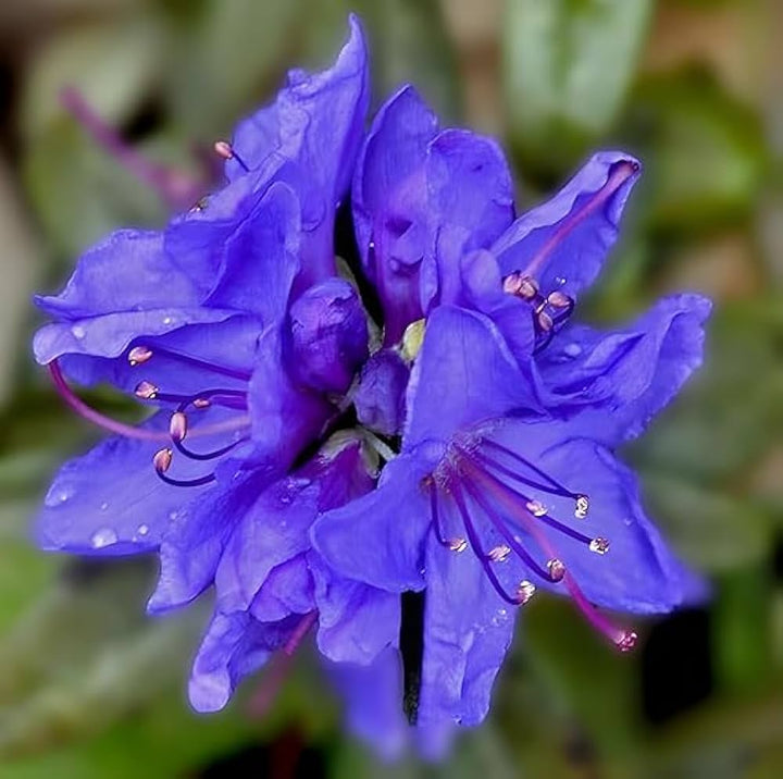 Blue Purple Azalea Flower Seeds for Planting – Heirloom, Non-GMO, Long Bloom High Germination Seeds