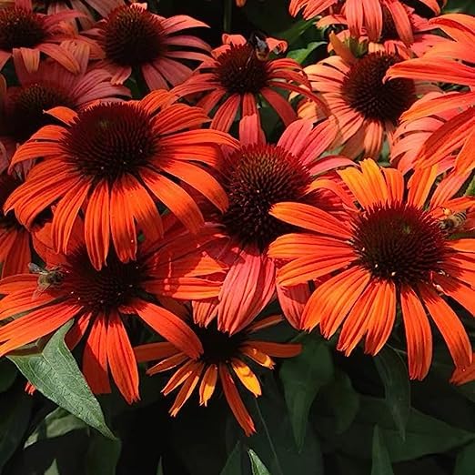 Black Eyed Susan Flower seeds for Planting - Garden Favorite, Heirloom & GMO Free Seeds for Home Garden